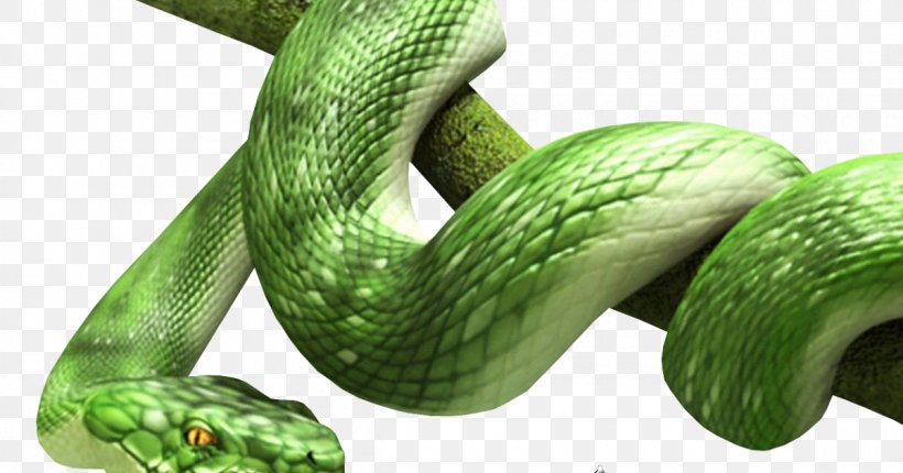Snake Vipers Clip Art, PNG, 1200x630px, Snake, Black Rat Snake, Cobra, Elapidae, Indian Cobra Download Free