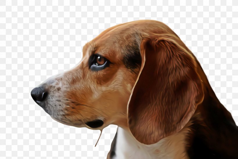 Dog And Cat, PNG, 2448x1636px, Cute Dog, American Foxhound, Animal, Artois Hound, Bark Download Free
