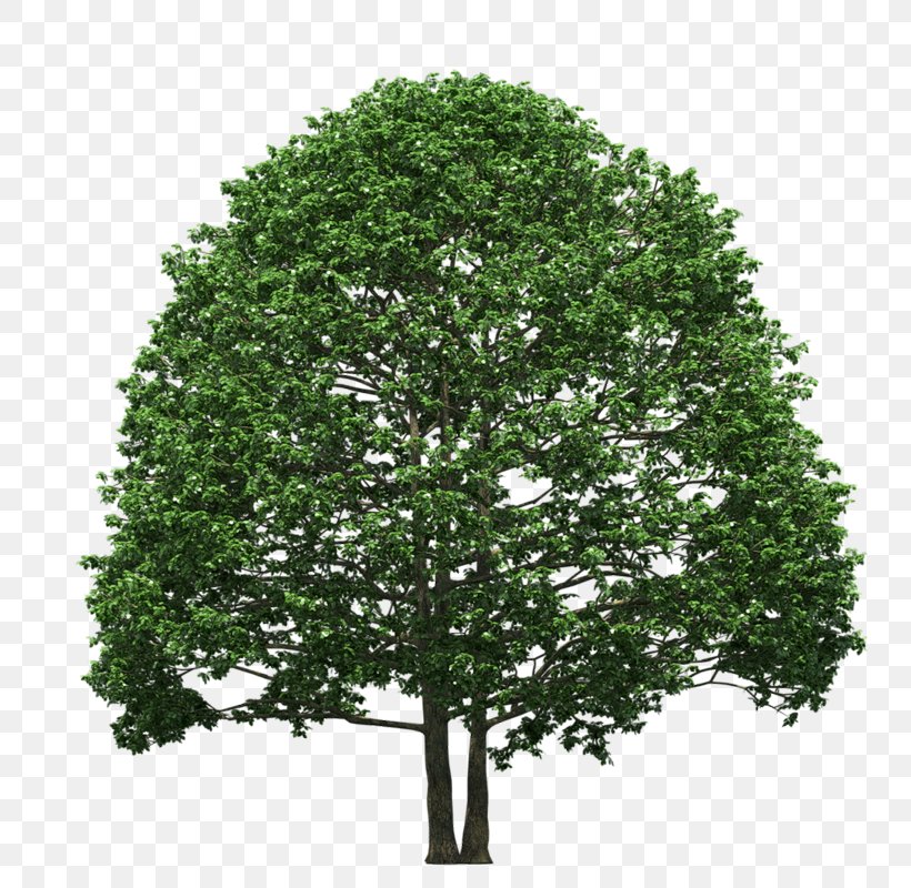 Evergreen Tree Of 40 Fruit Pine, PNG, 800x800px, Evergreen, Branch, Conifers, Douglas Fir, Fir Download Free