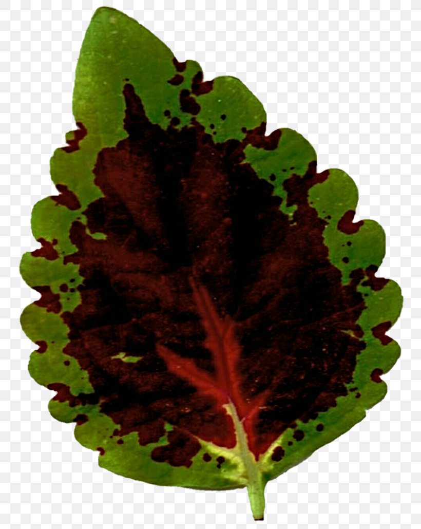 Leaf Vegetable Plant Pathology Herb, PNG, 776x1030px, Leaf, Herb, Leaf Vegetable, Organism, Pathology Download Free