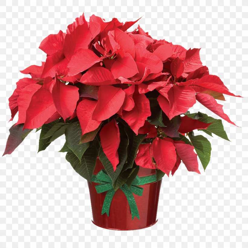 Poinsettia Clip Art Birth Flower Plants, PNG, 1000x1000px, Poinsettia, Annual Plant, Artificial Flower, Begonia, Birth Flower Download Free