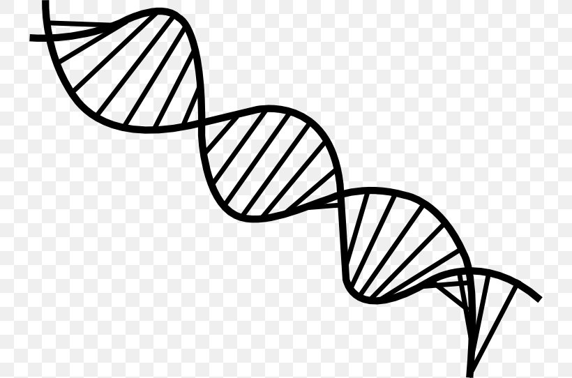 The Double Helix: A Personal Account Of The Discovery Of The Structure Of DNA Nucleic Acid Double Helix Clip Art, PNG, 736x542px, Nucleic Acid Double Helix, Adenine, Area, Base Pair, Black And White Download Free