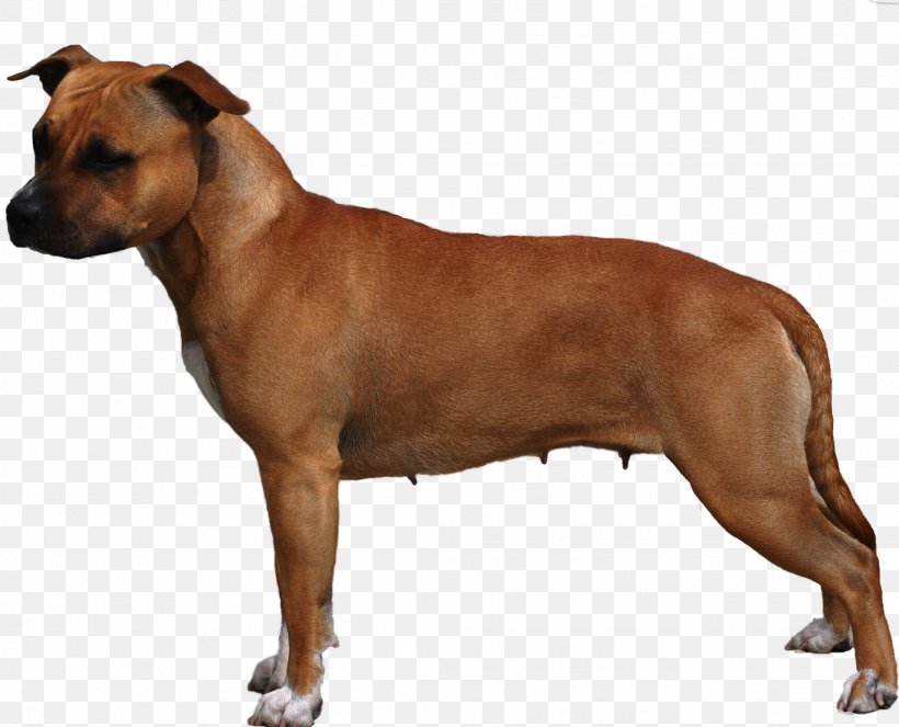 American Staffordshire Terrier Dog Breed Staffordshire Bull Terrier American Pit Bull Terrier, PNG, 2233x1806px, American Staffordshire Terrier, American Kennel Club, American Pit Bull Terrier, Breed, Bull Terrier Download Free