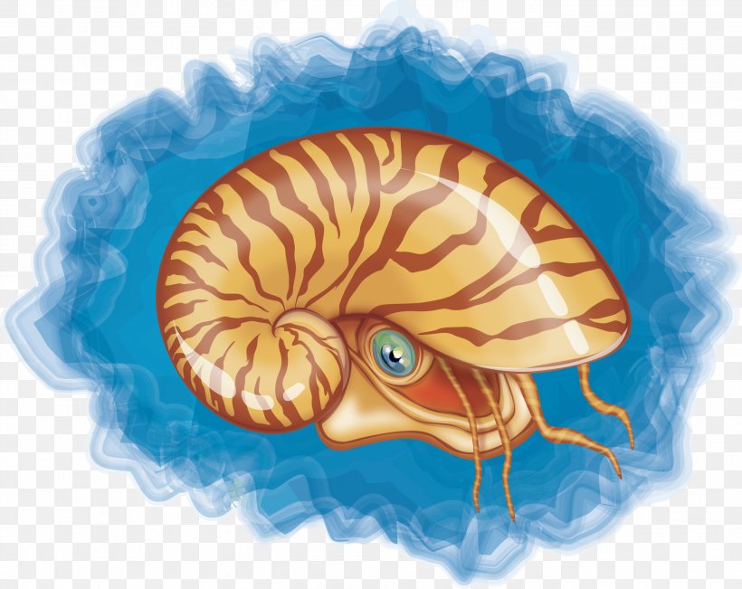 Chambered Nautilus Seashell Mollusc Shell, PNG, 2738x2175px, Watercolor, Cartoon, Flower, Frame, Heart Download Free