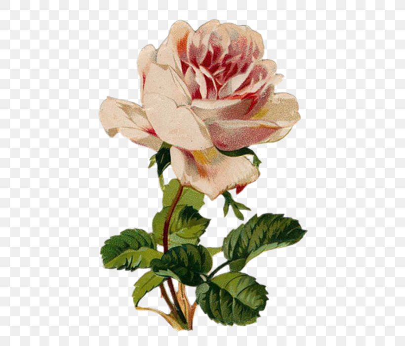 Garden Roses Health Flower Healing, PNG, 700x700px, Garden Roses, Cabbage Rose, Convalescence, Cut Flowers, Disease Download Free