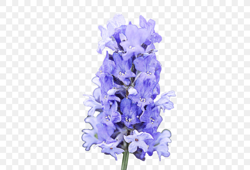Lavender, PNG, 556x556px, Flower, Blue, Cut Flowers, Delphinium, English Lavender Download Free