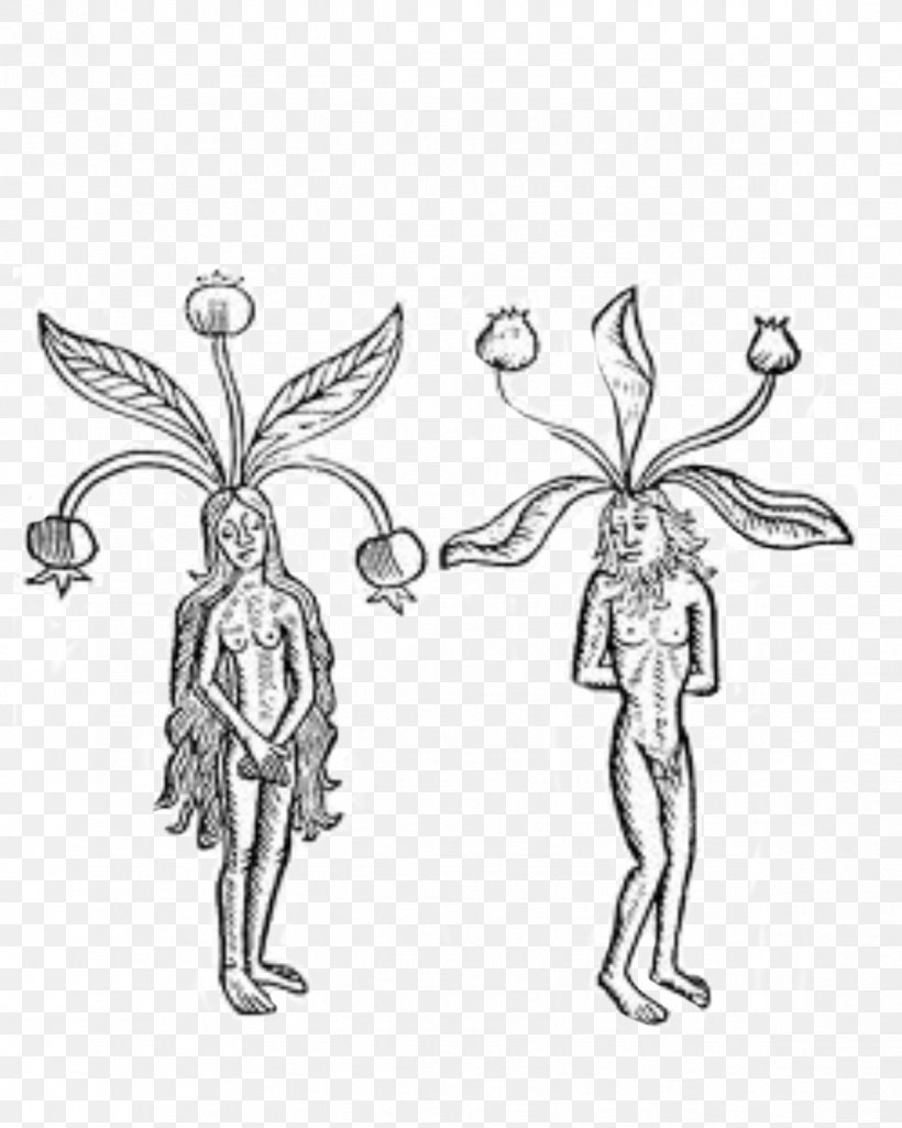 Plant Mandragora Root Ethnobotany Magic, PNG, 1186x1483px, Plant, Arm, Art, Artwork, Black And White Download Free
