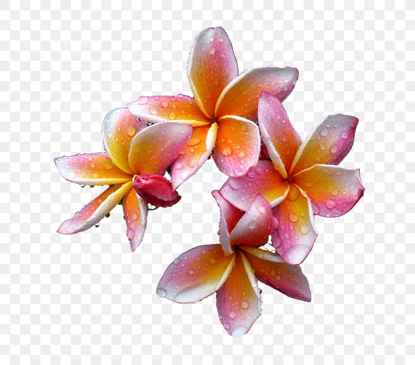 Plumeria Rubra Flower, PNG, 1024x900px, Plumeria Rubra, Color, Cut Flowers, Display Resolution, Floral Design Download Free