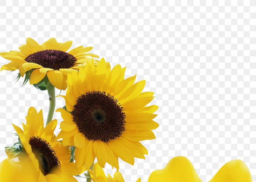 Common Sunflower Song YouTube Plant Hey Brother, PNG, 1000x710px, Watercolor, Cartoon, Flower, Frame, Heart Download Free