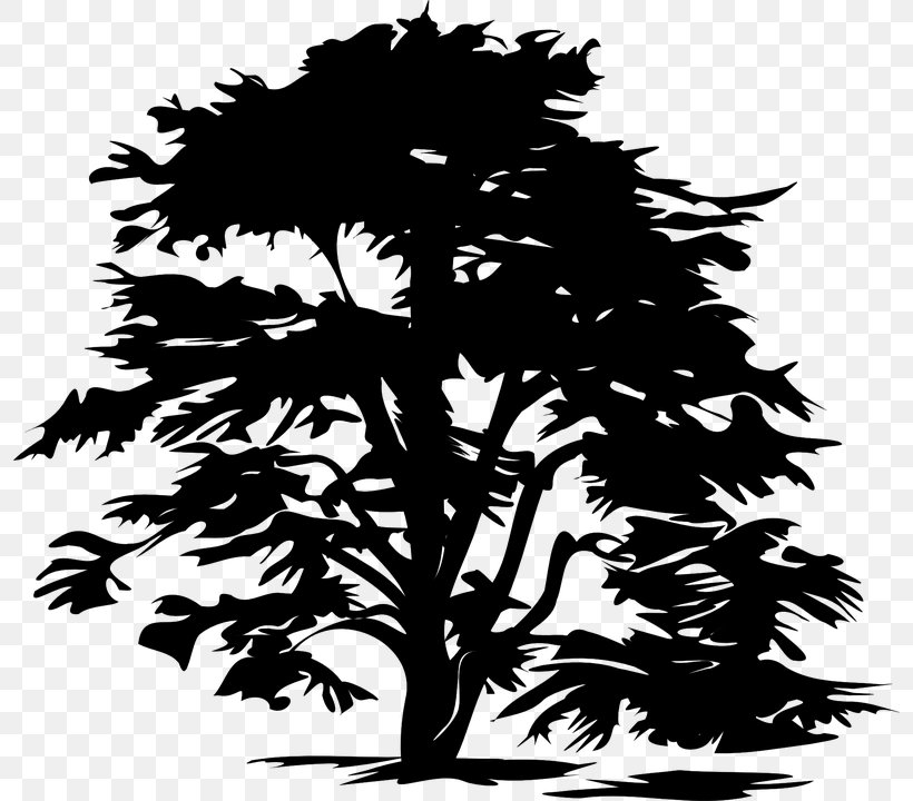 Drawing Clip Art, PNG, 796x720px, Drawing, Art, Black And White, Branch, Conifer Download Free
