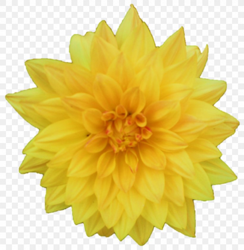Flower Yellow Dahlia Clip Art, PNG, 964x987px, Flower, Chrysanthemum, Chrysanths, Cut Flowers, Dahlia Download Free