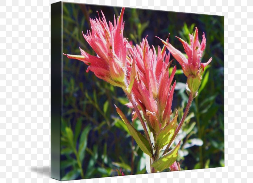 Flowering Plant Flowering Plant Wildflower Shrub, PNG, 650x595px, Flower, Castilleja, Castilleja School, Flora, Flowering Plant Download Free