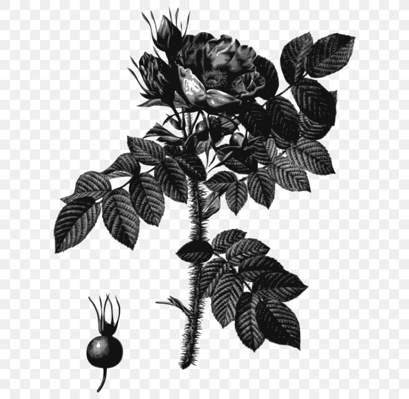 Les Roses: Paris, 1817-1824 Flowers Painting Painter, PNG, 632x800px, Roses, Art, Black And White, Botanical Illustration, Branch Download Free