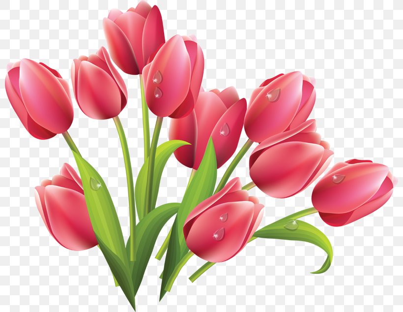 Tulip Clip Art Vector Graphics Flower Bouquet, PNG, 800x634px, Tulip, Cartoon, Cut Flowers, Drawing, Floral Design Download Free