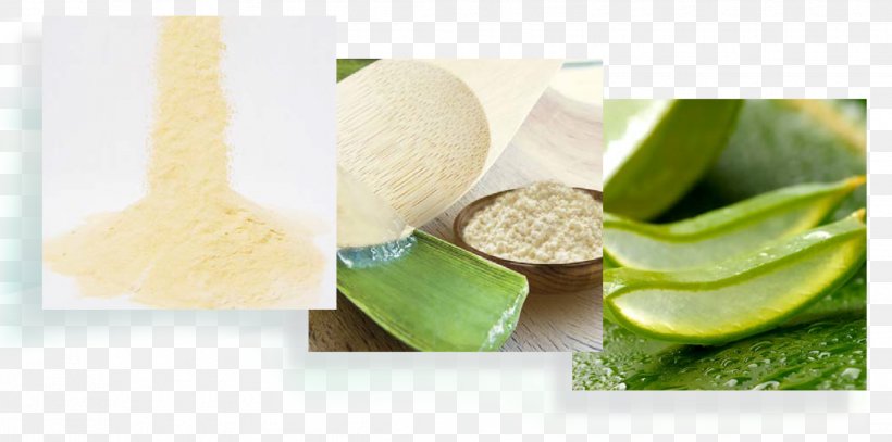 Aloe Vera Mucilage Sunburn Bee Superfood, PNG, 2039x1013px, Aloe Vera, Aloe, Bee, Drink, Flavor Download Free