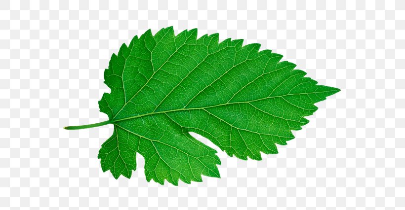 Plant Leaves Leaf Clip Art, PNG, 600x426px, Plant Leaves, Data, Data Compression, Digital Image, Grape Leaves Download Free