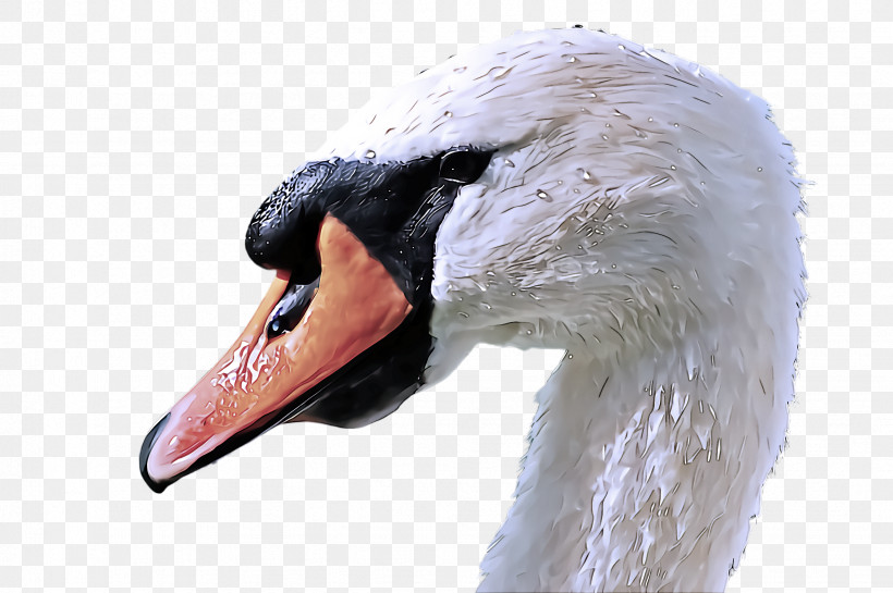 Swan Bird Beak Water Bird Ducks, Geese And Swans, PNG, 2452x1632px, Swan, Beak, Bird, Ducks Geese And Swans, Goose Download Free