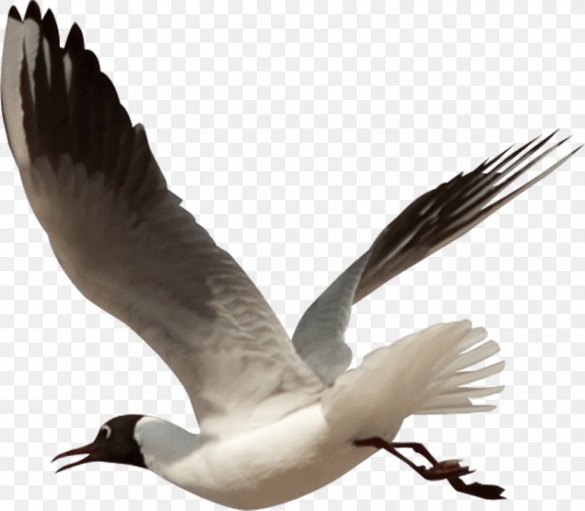 Bird Goose Clip Art, PNG, 850x743px, Bird, Beak, Bird Nest, Bird Of Prey, Charadriiformes Download Free