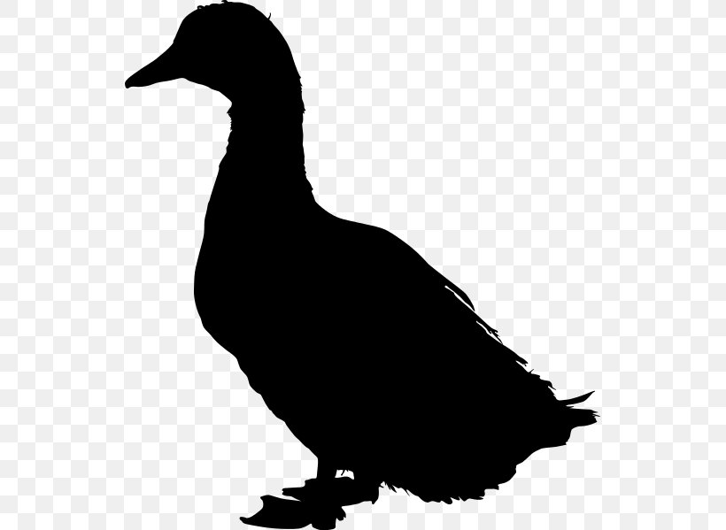 Duck Mallard American Pekin Clip Art, PNG, 537x599px, Duck, American Pekin, Anatidae, Anseriformes, Beak Download Free