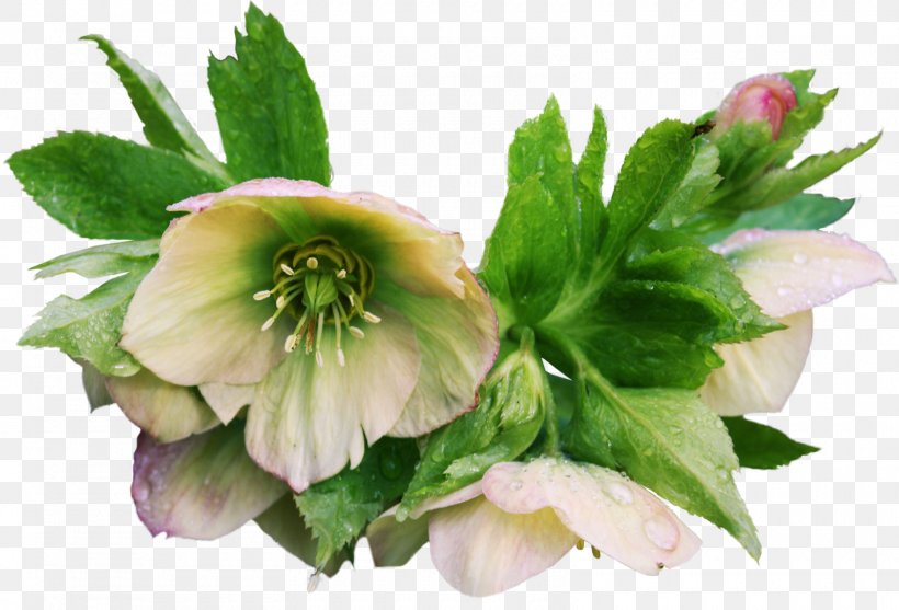 Flower Helleborus Niger Garden Roses Clip Art, PNG, 1600x1087px, Flower, Flowering Plant, Fotosua, Garden Roses, Hellebore Download Free