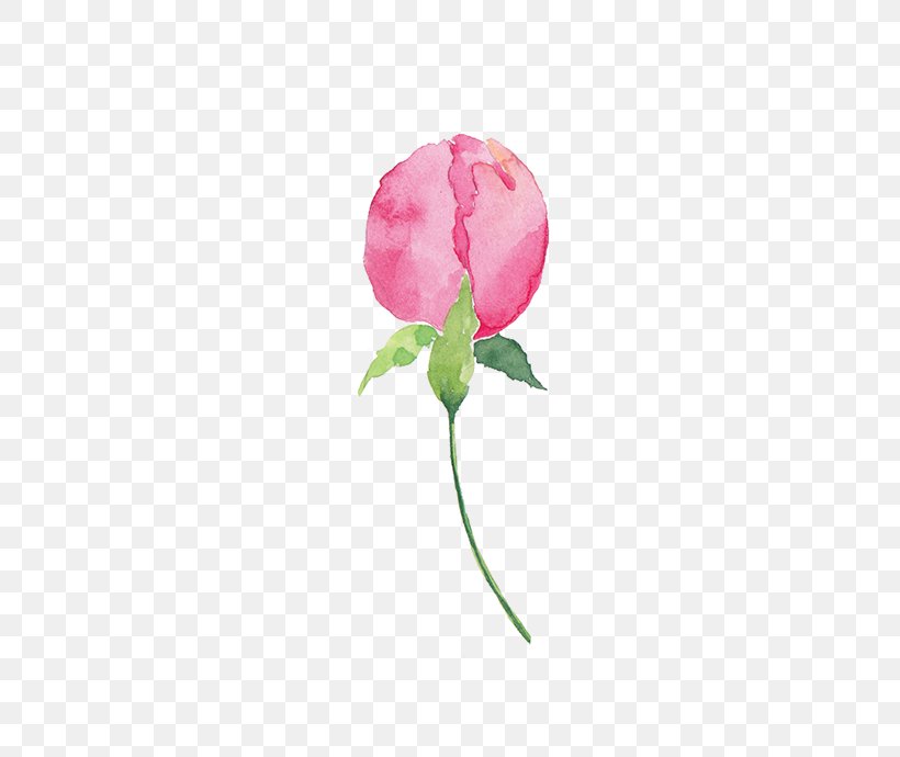 Garden Roses Cabbage Rose Petal Pink, PNG, 445x690px, Garden Roses, Cabbage Rose, Cartoon, Cut Flowers, Flower Download Free