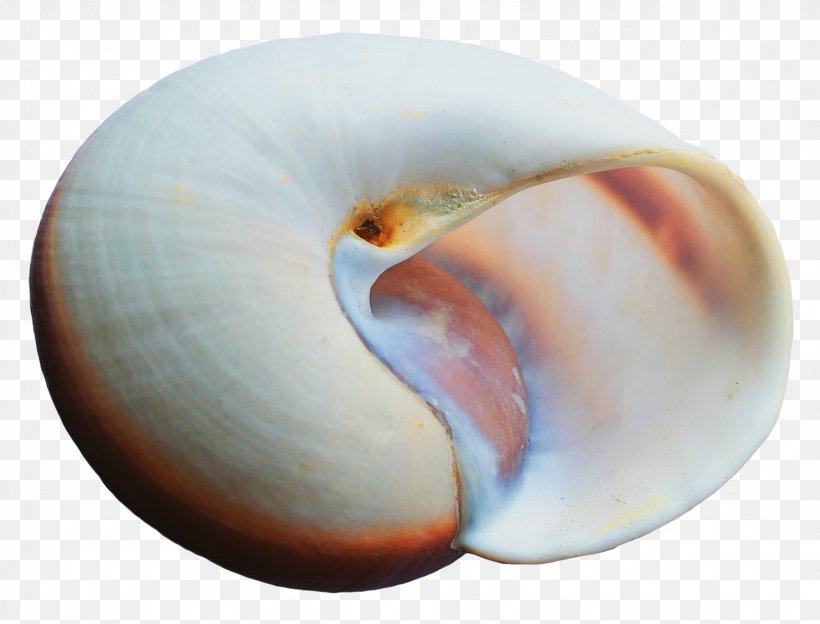 Icon, PNG, 1578x1202px, Seashell, Designer, Display Resolution, Image Resolution, Marine Biology Download Free