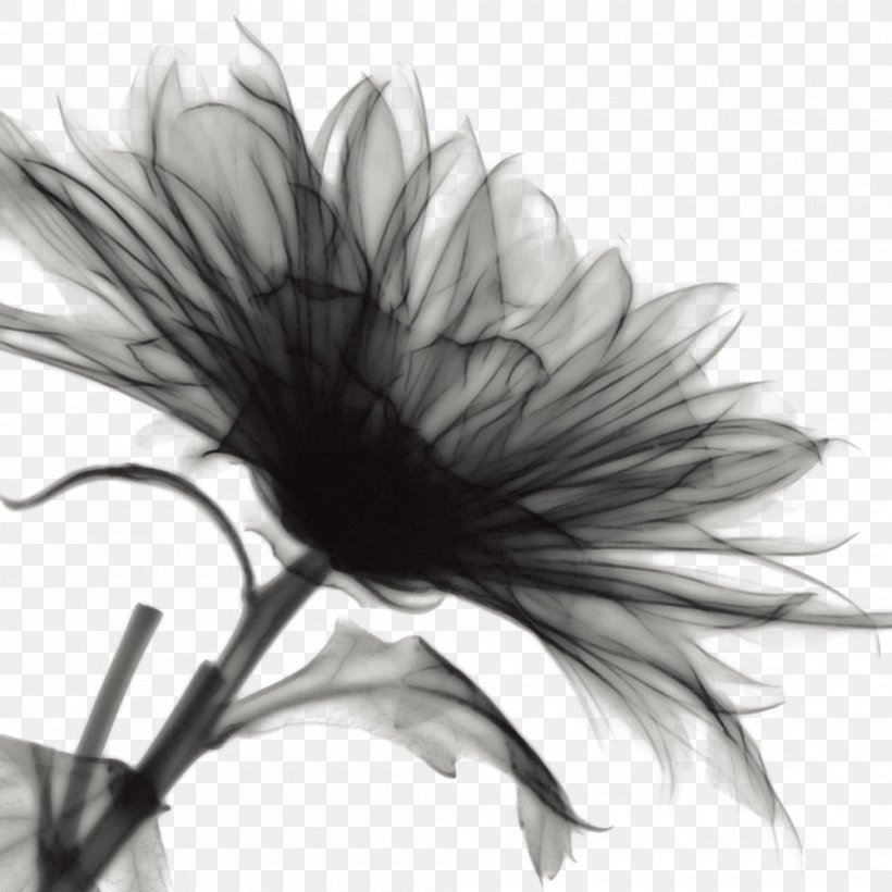 Ink Wash Painting Flower, PNG, 1000x1000px, Ink Wash Painting, Arts, Black, Black And White, Black Hair Download Free