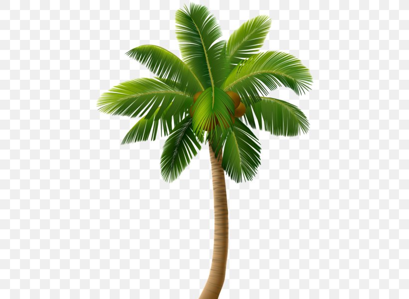 Vector Graphics Clip Art Palm Trees Illustration, PNG, 443x600px, Palm Trees, Arecales, Borassus Flabellifer, Coconut, Date Palm Download Free