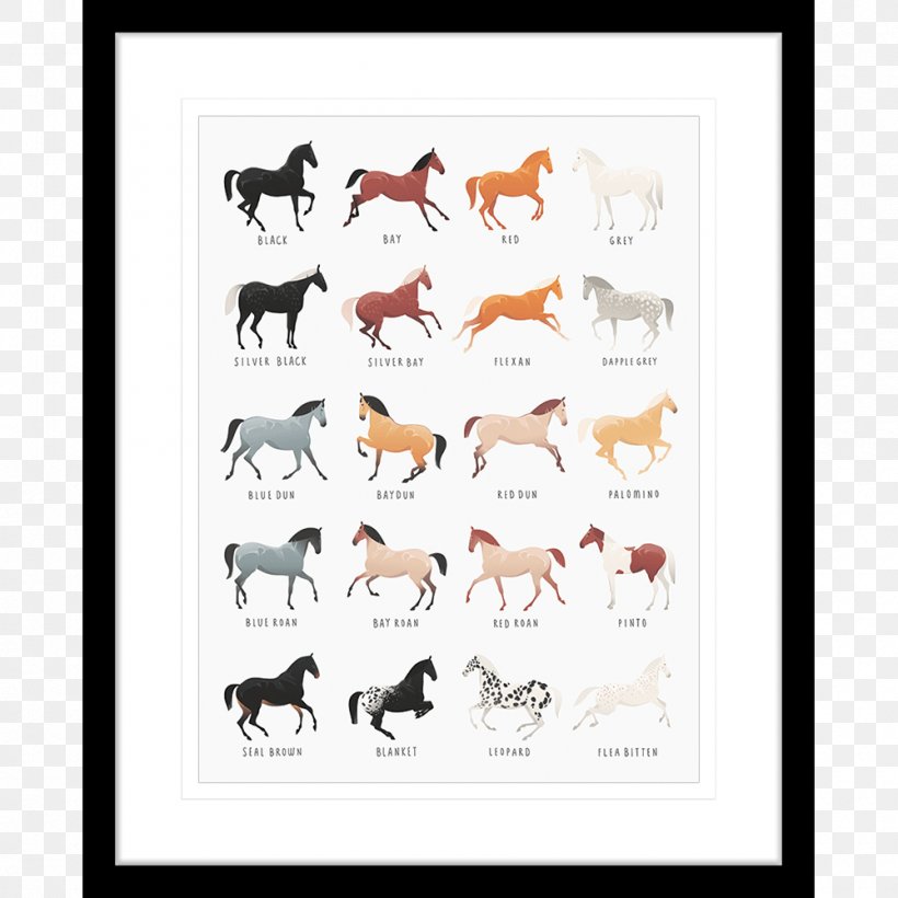 Appaloosa Equine Coat Color Genetics Pony Dog, PNG, 1000x1000px, Appaloosa, Bay, Black, Coat, Color Download Free