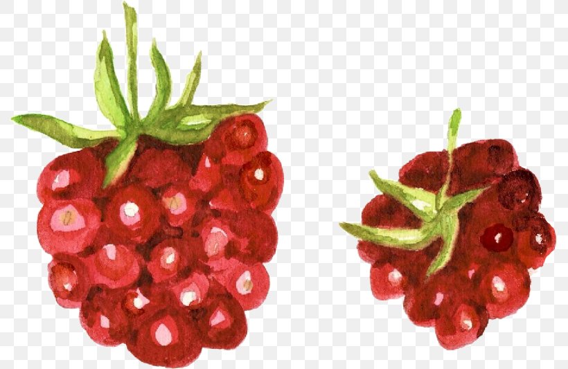 Cranberry Raspberry Zante Currant Accessory Fruit Watercolor Painting, PNG, 791x533px, Cranberry, Accessory Fruit, Auglis, Berry, Cherry Download Free