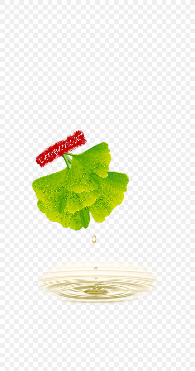 Ginkgo Biloba Poster, PNG, 1575x2992px, Ginkgo Biloba, Designer, Green, Leaf, Petal Download Free