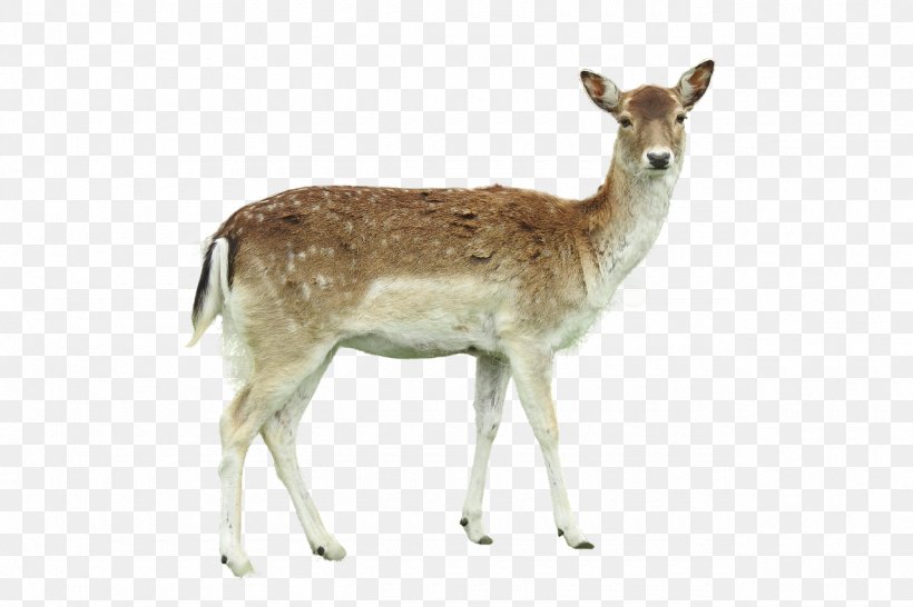 White-tailed Deer Roe Deer Image Photograph, PNG, 1280x853px, Whitetailed Deer, Antelope, Antler, Deer, Drawing Download Free
