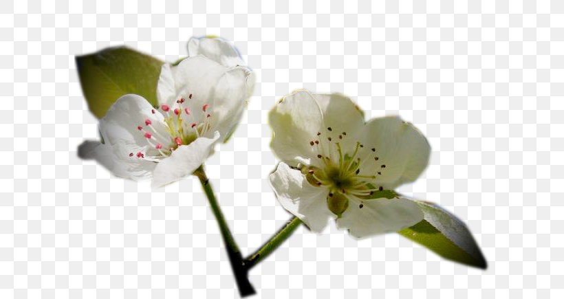 Cherry Blossom Flower ST.AU.150 MIN.V.UNC.NR AD, PNG, 604x435px, Blossom, Blackboard, Blackboard Learn, Blog, Branch Download Free