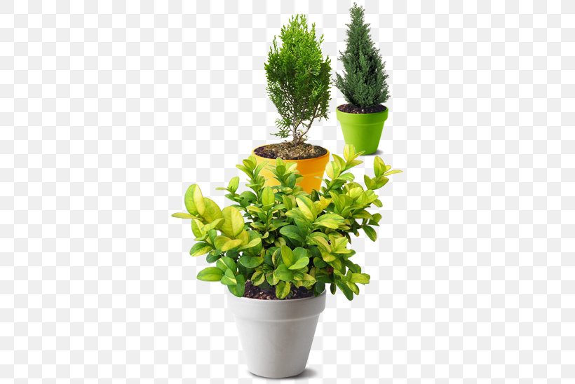 Sad Master Landshaft Nursery Klioma Servis Flowerpot Tree, PNG, 336x548px, Nursery, Evergreen, Flowerpot, Herb, Houseplant Download Free