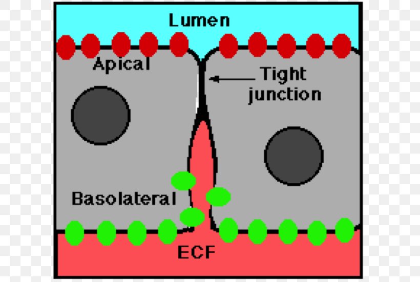 Tight Junction Cell Junction Claudin Gap Junction, PNG, 695x551px, Tight Junction, Area, Biology, Cartoon, Cell Download Free