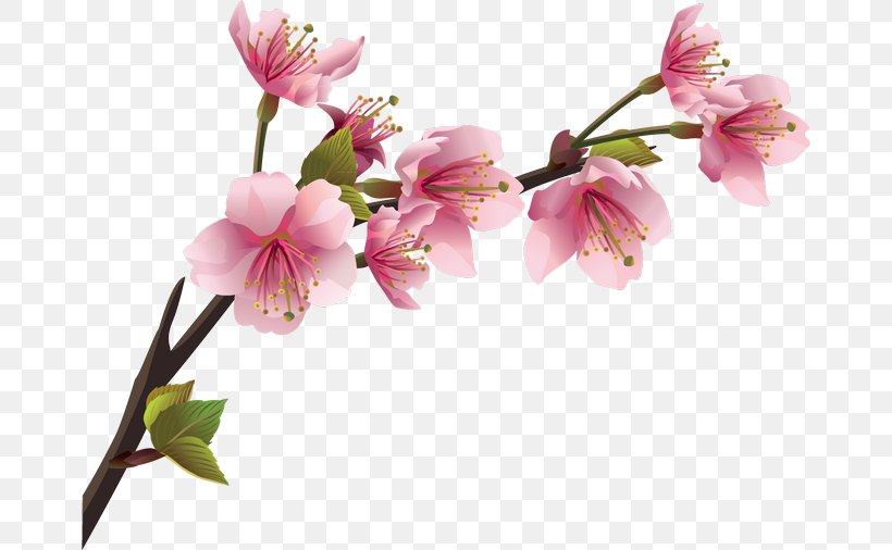 Cherry Blossom Branch Flower, PNG, 670x506px, Blossom, Alstroemeriaceae, Branch, Bud, Cherry Download Free