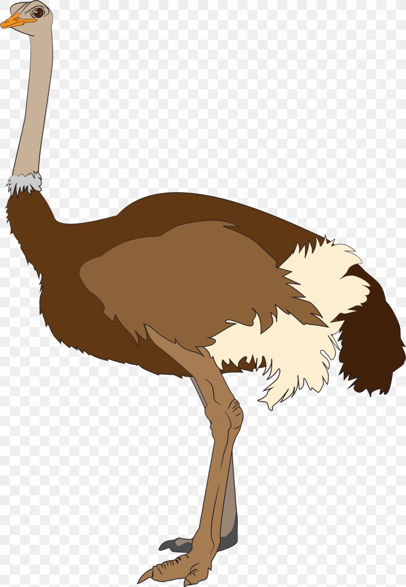 Common Ostrich Clip Art, PNG, 1660x2400px, Common Ostrich, Animation, Beak, Bird, Blog Download Free