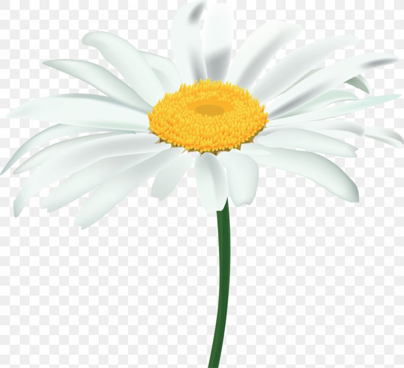 Flower Plant Oxeye Daisy Chamomile Daisy Family, PNG, 1184x1080px, Flower, Chamaemelum Nobile, Chamomile, Cut Flowers, Daisy Download Free