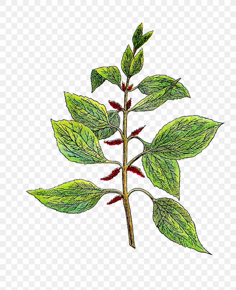 Herb Botanical Garden Botany Clip Art, PNG, 1298x1600px, Herb, Botanical Garden, Botanical Illustration, Botany, Branch Download Free