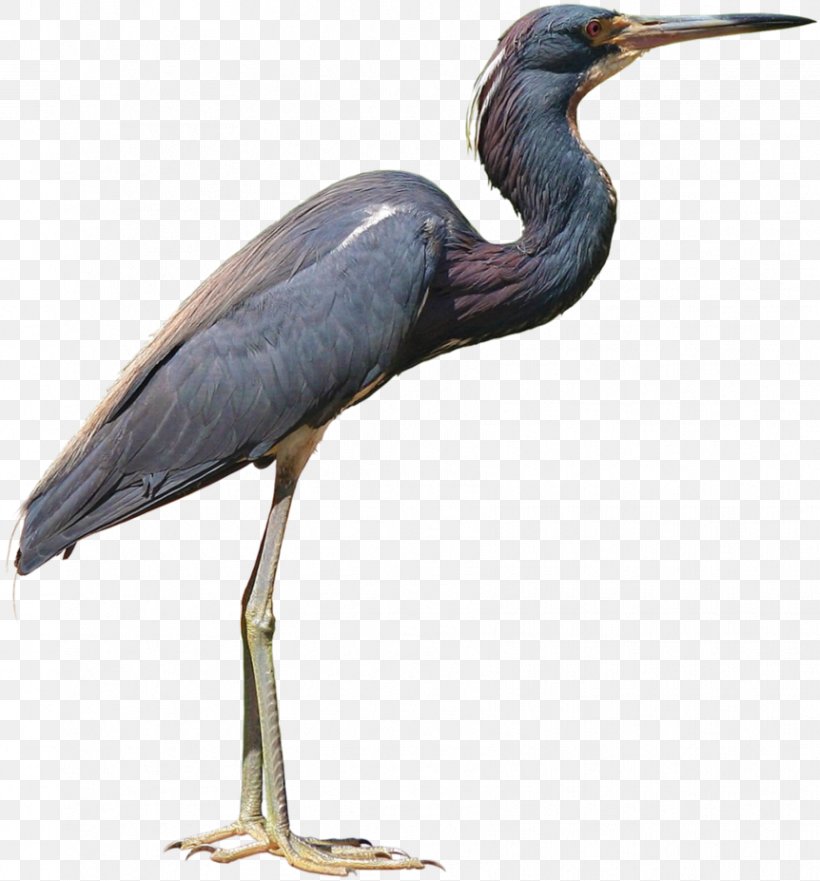 Little Blue Heron, PNG, 862x927px, Little Blue Heron, Beak, Bird, Ciconiiformes, Crane Like Bird Download Free