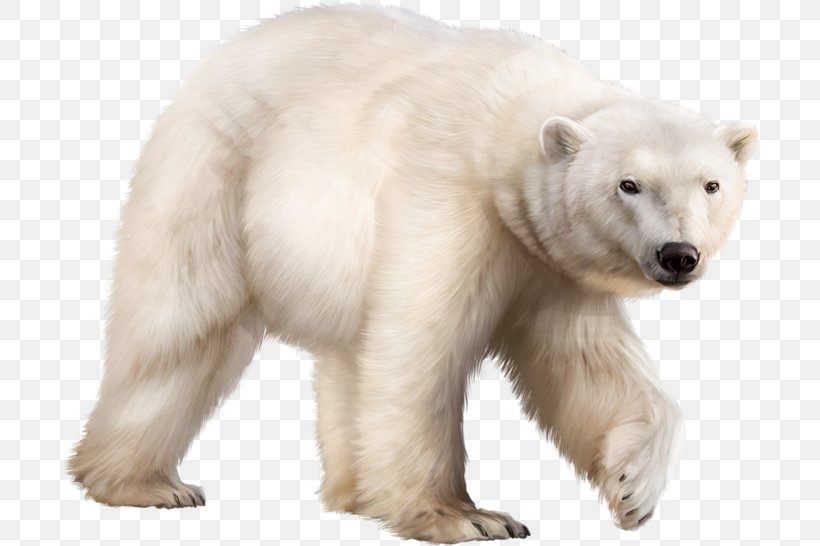 Polar Bear Ligue De L'enseignement Mathematics Ursa Major, PNG, 699x546px, Polar Bear, Animal, Bear, Carnivoran, Drawing Download Free