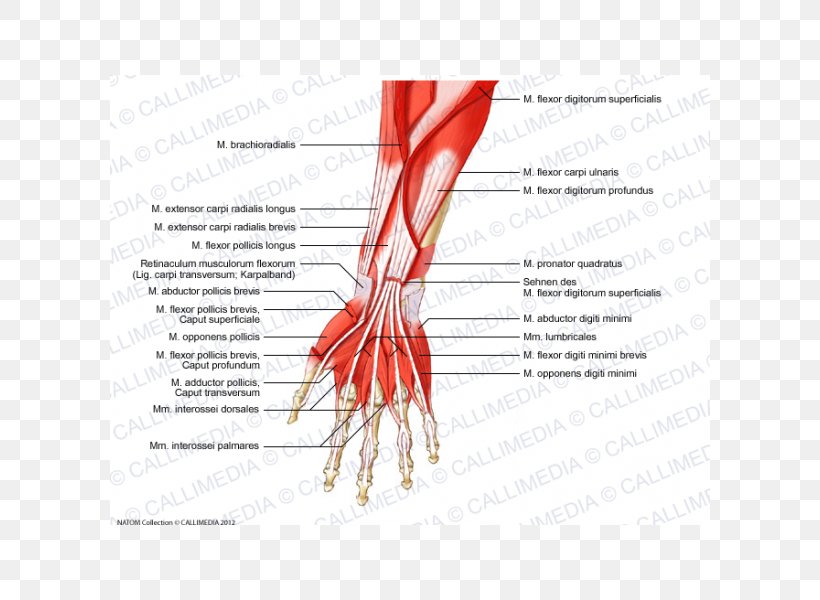Thumb Muscle Forearm Muscular System, PNG, 600x600px, Watercolor, Cartoon, Flower, Frame, Heart Download Free