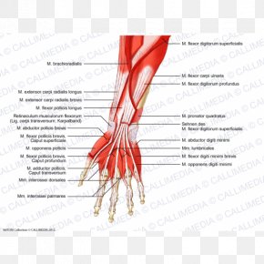 Arm - Thumb Muscle Forearm Muscular System PNG