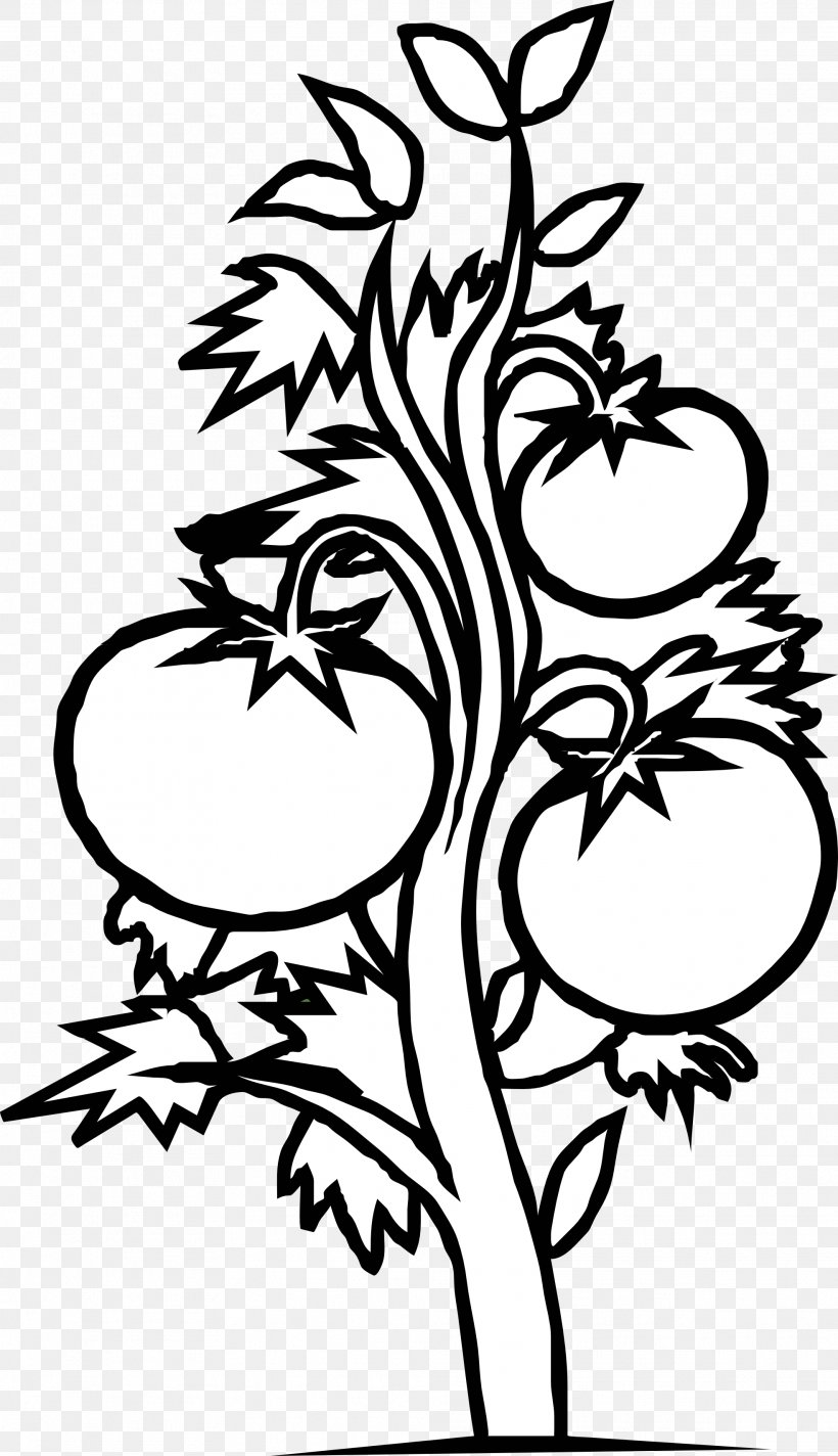 Tomato Plant Black And White Vegetable Clip Art, PNG, 1969x3420px, Tomato, Art, Artwork, Bell Pepper, Black Download Free