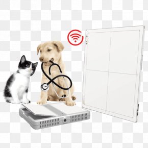 Kitten - Veterinarian Pet Sitting Kitten Health PNG