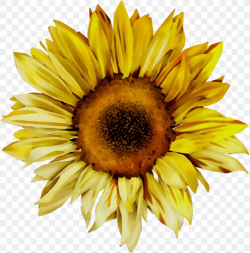 Common Sunflower Autoverwertung Grosch Peter Image Stock.xchng, PNG, 1216x1228px, Common Sunflower, Annual Plant, Asterales, Closeup, Cuisine Download Free