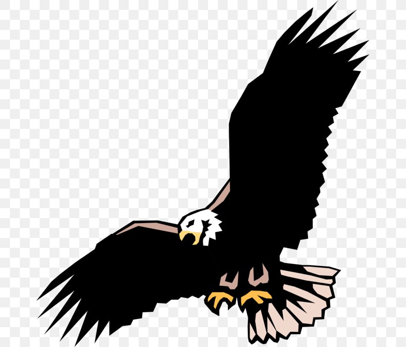 Bald Eagle Clip Art Illustration Vector Graphics, PNG, 673x700px, Bald Eagle, Accipitridae, Accipitriformes, Andean Condor, Beak Download Free