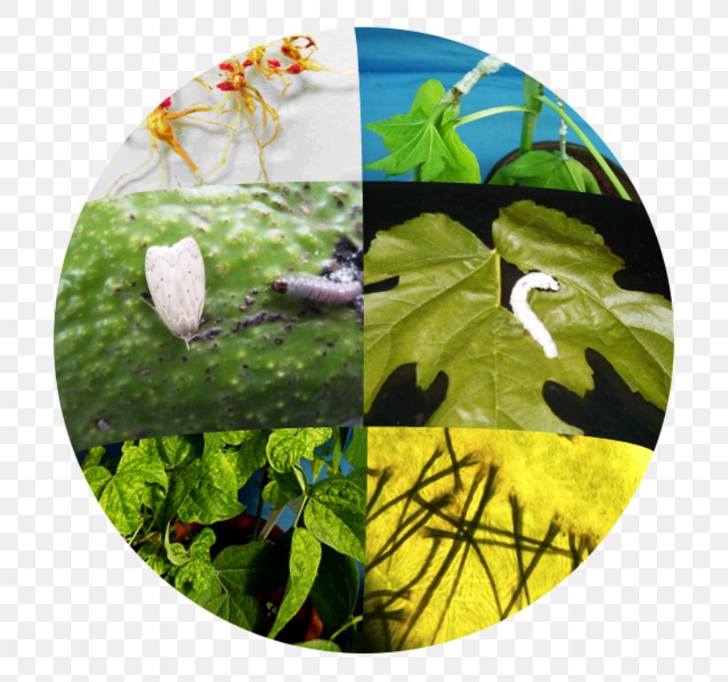 Biological Pest Control Plant Pathology Agriculture Biology, PNG, 768x768px, Pest, Agriculture, Biological Pest Control, Biology, Cabbages Download Free