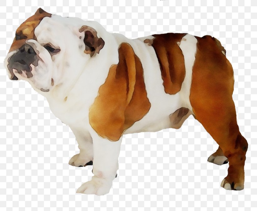 Bulldog, PNG, 800x672px, Watercolor, British Bulldogs, Bulldog, Dog, Dog Breed Download Free