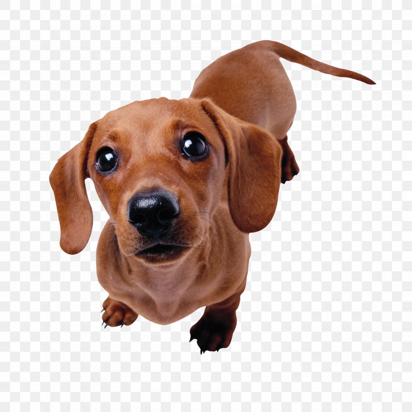 Dachshund Maltese Dog Puppy Pet Sitting, PNG, 3155x3155px, Dachshund, Animal, Breed, Carnivoran, Companion Dog Download Free